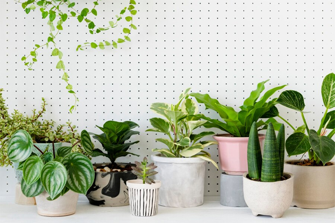 cozy home indoor plant